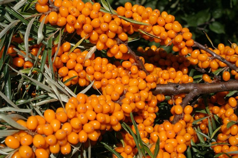 sea buckthorn 3517797 960 720 Sanddorn Gesundheit Apotheke